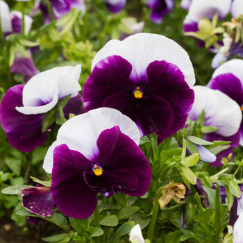 Flowers Pansy 'Beaconsfield' 20 X Plant Pack, 2 of 6