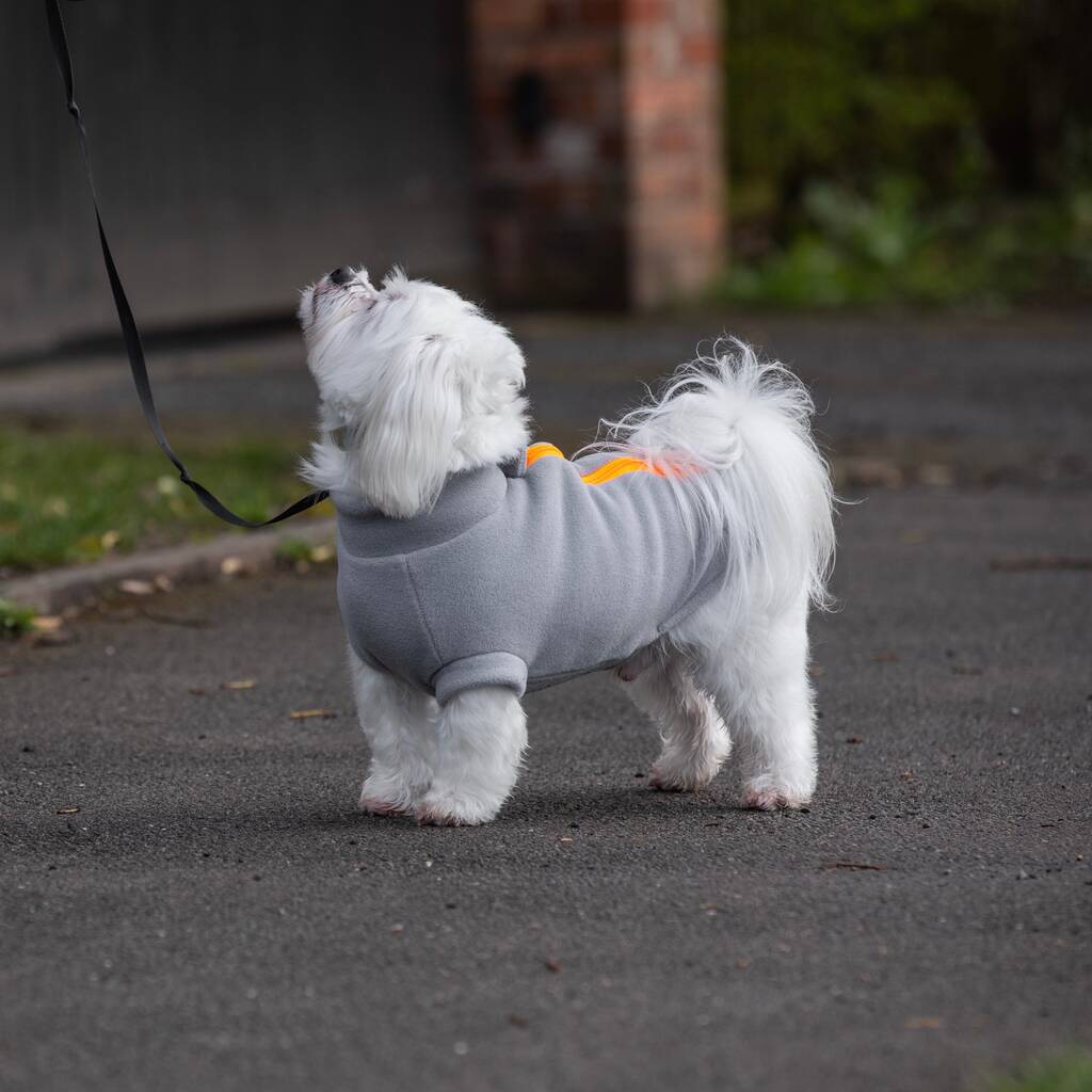 maltese dog coat