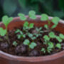 Thank You For Helping Me Grow Teacher Wildflower Seeds, thumbnail 5 of 9