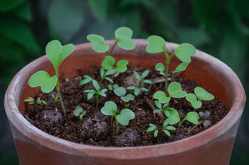 Thank You For Helping Me Grow Teacher Wildflower Seeds, 5 of 9