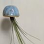 Ceramic Shell Jellyfish Air Plant Gift For Plant Lover, thumbnail 5 of 12