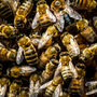 Yorkshire Beekeeping Experience, thumbnail 4 of 8