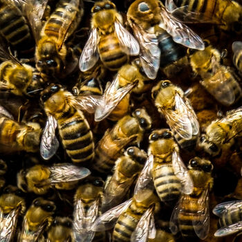 Yorkshire Beekeeping Experience, 4 of 8