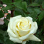 Famous Named Plant Gift, Rose Elvis, thumbnail 2 of 2