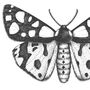 Black And White Insect Illustrations Prints, thumbnail 4 of 6