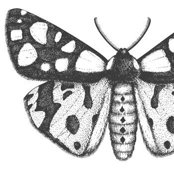 Black And White Insect Illustrations Prints, 4 of 6