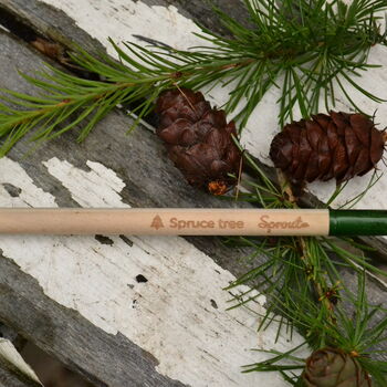 A Pencil That Grows Into A Spruce Tree, 3 of 4