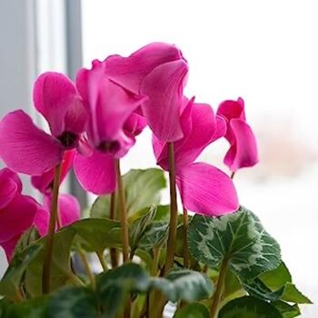 Flowering Cyclamen 'Pink' Three X Plants 9cm Pots, 2 of 7