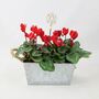 Red Cyclamen In Christmas Trough – Festive Gift Plant, thumbnail 3 of 3