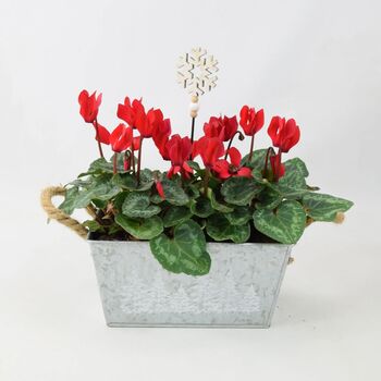 Red Cyclamen In Christmas Trough – Festive Gift Plant, 3 of 3