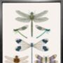 'Dragonflies And Damselflies' Fine Art Print, thumbnail 2 of 3