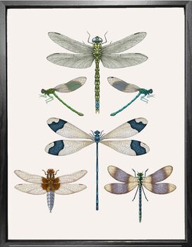 'Dragonflies And Damselflies' Fine Art Print, 2 of 3