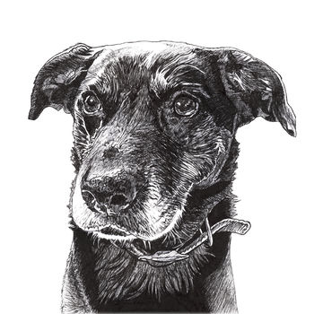 Hand Drawn Pet Portrait By Rosie Noses