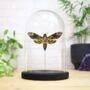 Greater Death's Head Hawkmoth Insect Bug Butterfly Entomology Taxidermy Bell Jar, thumbnail 1 of 3