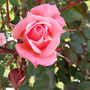 Climbing Rose 'Compassion' Bare Rooted Plant, thumbnail 1 of 4