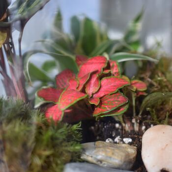 Diy Terrarium Kit With Plants X3 Birthday Plant Gift, 8 of 8