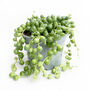 String Of Pearls Trailing House Plant In Nine 10cm Pot, thumbnail 4 of 5