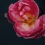 A Tribute To Edith Edp Rich Modern Rose Perfume 15ml, thumbnail 3 of 8