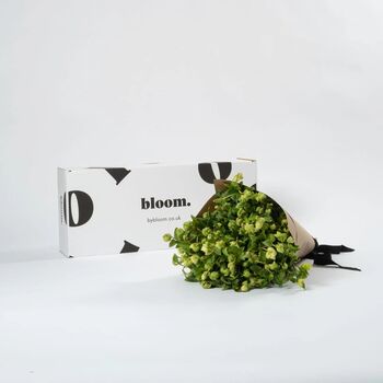 Pickle Green Hellebores Fresh Flower Bouquet, 3 of 3