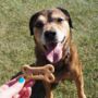 Personalised Plant Based Dog Bone Biscuit Treats, thumbnail 1 of 11