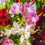 Guernsey Mixed Alstroemeria Fresh Flowers, thumbnail 2 of 3