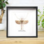 Crowned Stick Insect Bug Moth Butterfly Box Frame Entomology Taxidermy Interior Design Modern Home Decor Wall Hanging Display Gift Ornament, thumbnail 1 of 3