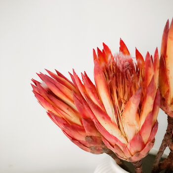 Dried Protea Repens Sugarbush Flowers, 4 of 6