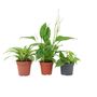 Bathroom Houseplant Trio – Peace Lily, Philodendron, Spider, thumbnail 2 of 2