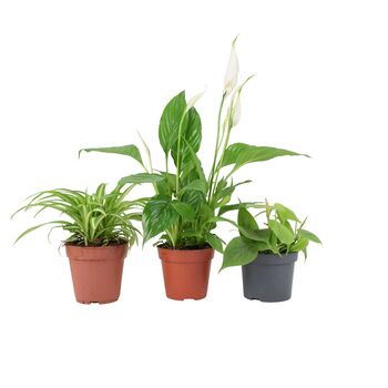 Bathroom Houseplant Trio – Peace Lily, Philodendron, Spider, 2 of 2