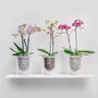 Orla, Glass Planter With Stand, Ideal For Orchids, thumbnail 1 of 10