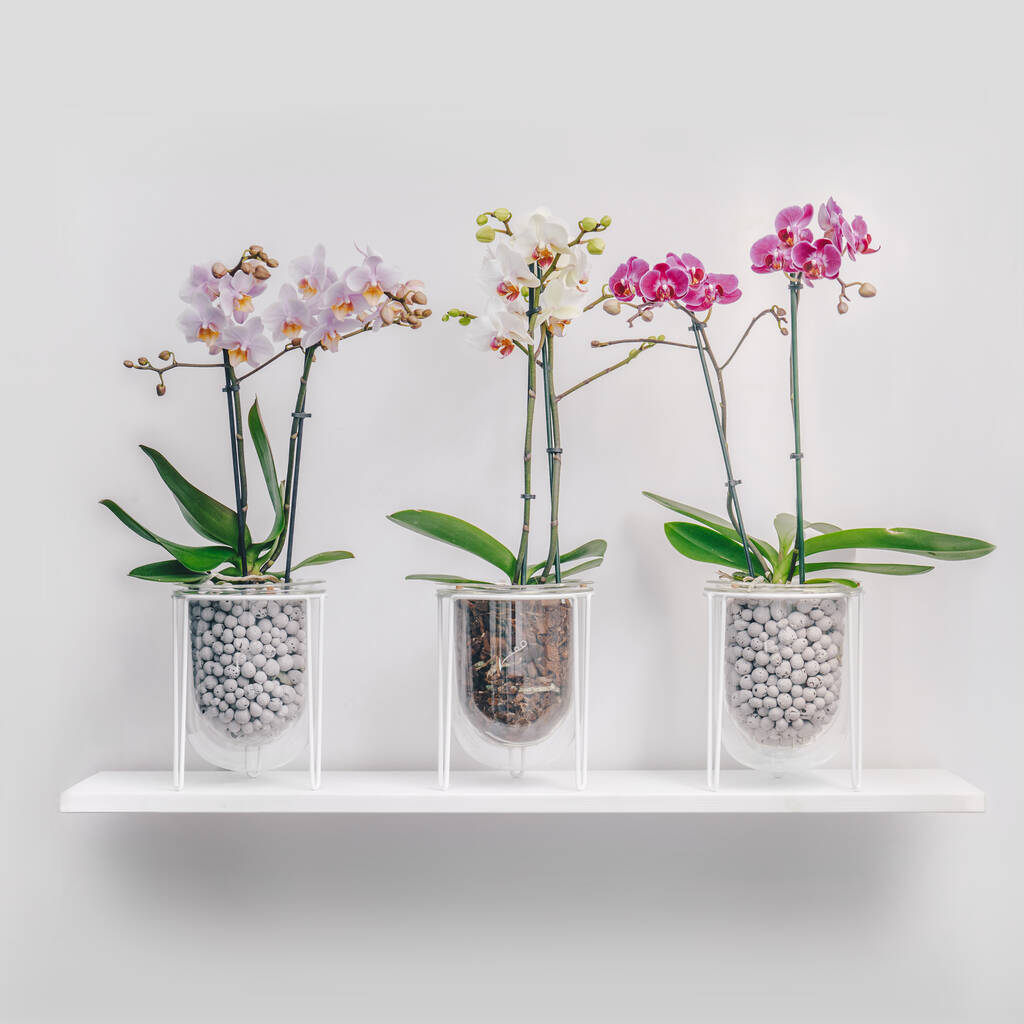 Orla, Glass Planter With Stand, Ideal For Orchids, 1 of 10