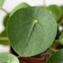 Chinese Money Plant | Pilea Peperomioides, thumbnail 4 of 4
