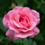 Floribunda Rose 'Queen Elizabeth' Bare Rooted Plant, thumbnail 2 of 6