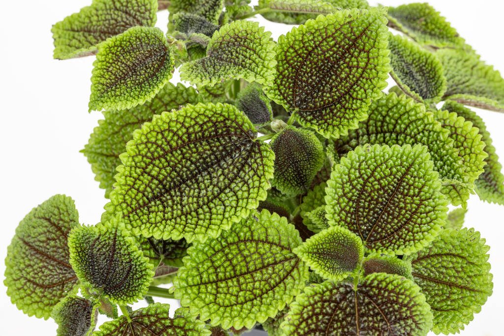 Biologische planten (Pilea involucrata 'Moon Valley') D 12 H 15 cm kopen