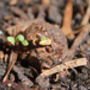 Forget Me Not Wildflower Seed Boxes, thumbnail 6 of 8