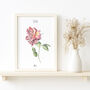 Rose June Birth Flower Watercolour Art Print, thumbnail 1 of 3