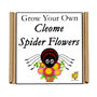 Gardening Gift. Grow Your Own Spider Flowers, thumbnail 4 of 4