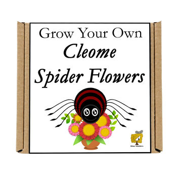 Gardening Gift. Grow Your Own Spider Flowers, 4 of 4