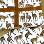 Deer And Stag Wrapping Paper Set, thumbnail 2 of 9