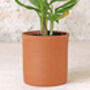 Tall Cylinder Terracotta Plant Pot, thumbnail 2 of 4