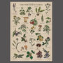 Botanical Wild Food Print/Illustrated Foraging Artwork, thumbnail 10 of 11