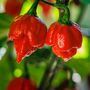 Chilli Plants 'Carolina Reaper' 1x Plant In 9cm Pot, thumbnail 2 of 9