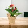 Red Flamingo Flower Anthurium In 12cm Pot, thumbnail 6 of 9