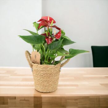 Red Flamingo Flower Anthurium In 12cm Pot, 6 of 9