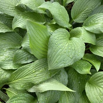 Hosta 'Royal Standard' One X Plant One Litre Pot, 2 of 6