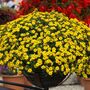 Sanvitalia Compact – 3x 9cm Pots, Bright Yellow Blooms, thumbnail 2 of 2