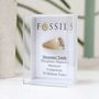 Mosasaur Tooth Fossil, thumbnail 6 of 10