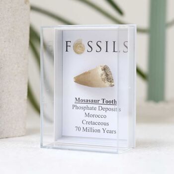 Mosasaur Tooth Fossil, 6 of 10