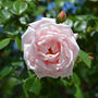 Climbing Rose 'New Dawn' Plant In 5 L Pot, thumbnail 1 of 5