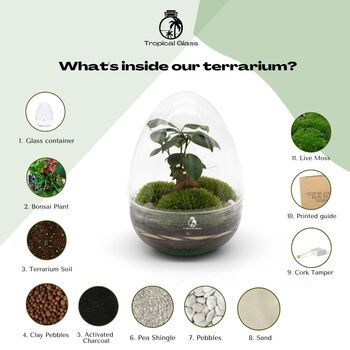 Bonsai Diy Terrarium Kit: Stylish Plant Decor | 'Kyoto', 4 of 11